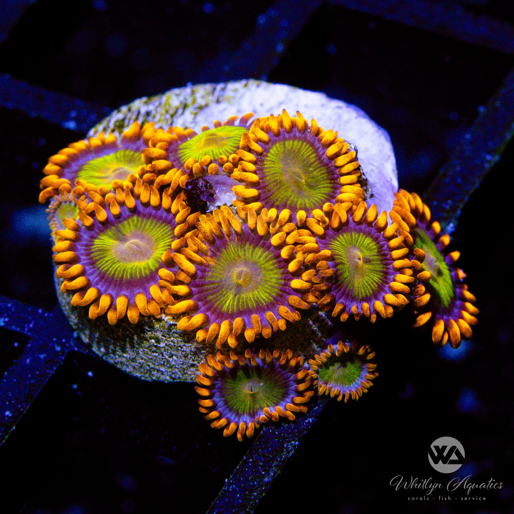 Live Aquacultured Mandarin Orange Zoa Coral for Saltwater Reef Tanks - Vibrant Color & Easy Care for Beginners | Perfect for Nano Tanks & Coral Frag Displays