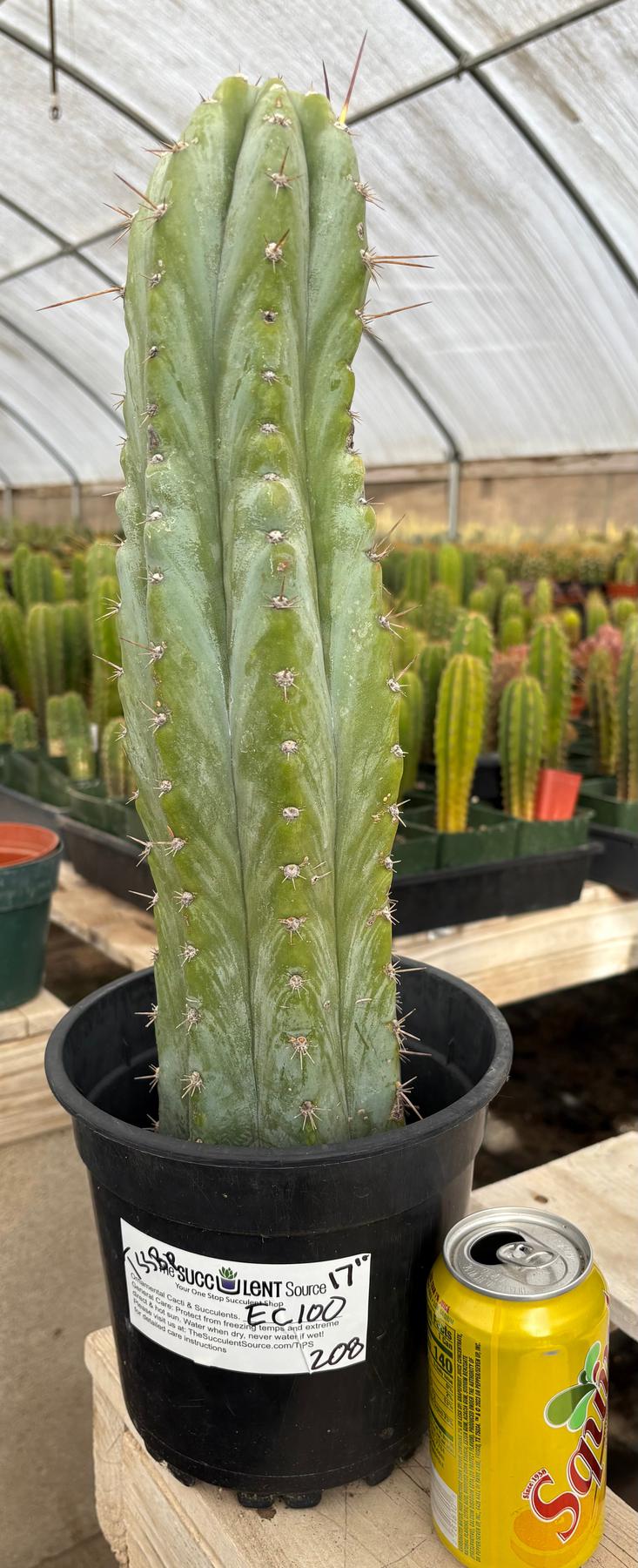 EC100 EXACT Trichocereus Peruvianus TSSBP Cactus - 17 Inch Tall Live Plant for Home Decor, Garden Landscaping & Spiritual Ceremonies