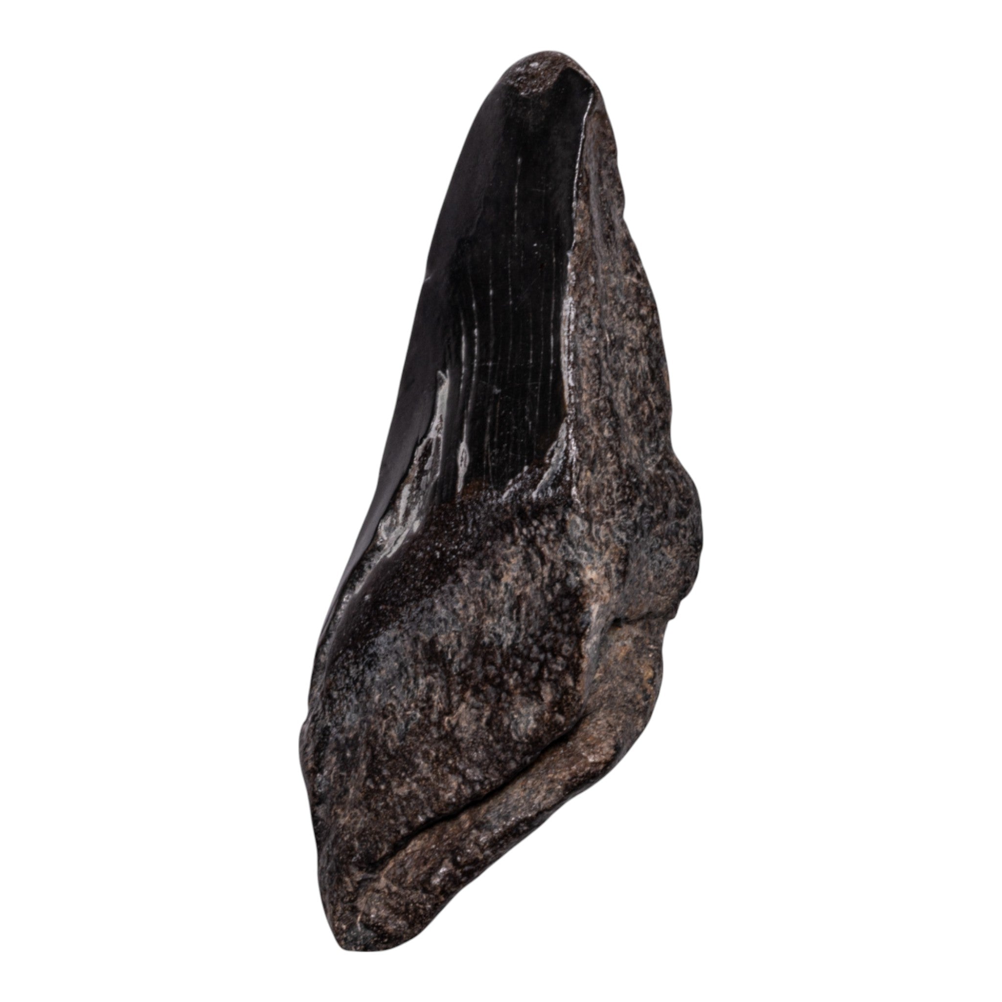 Authentic Megalodon Shark Tooth Fossil - Genuine Half Tooth for Collectors, Jewelry Making & Home Decor - Perfect for Display Cases, Gifts & Paleontology Enthusiasts
