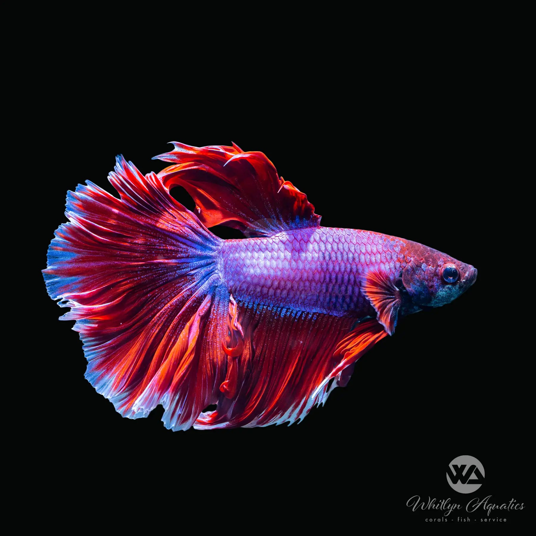 Halfmoon Male Betta Fish - Vibrant Siamese Fighting Fish for Aquariums & Fish Tanks | Perfect for Home Decor, Office Aquascaping & Relaxation Therapy