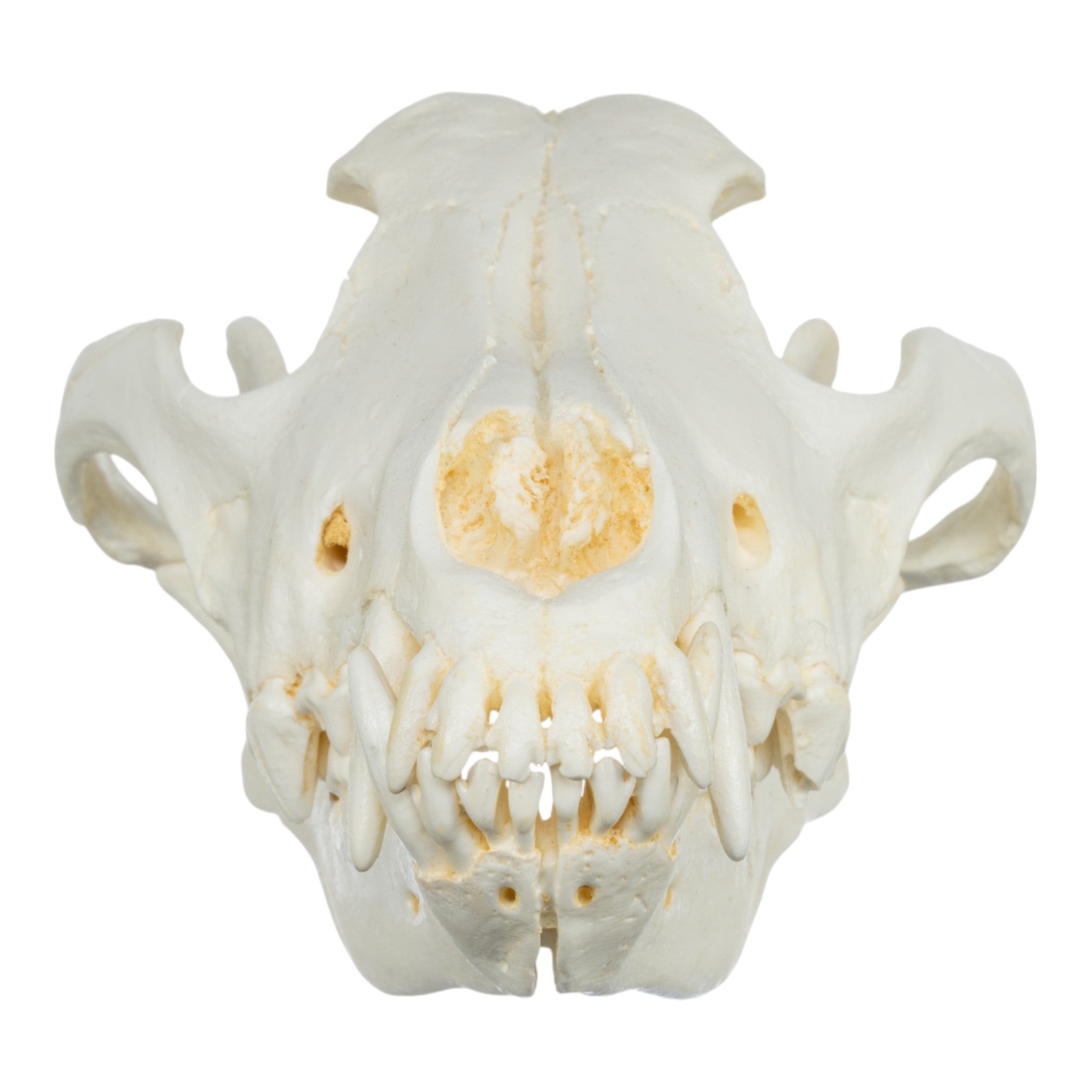 High-Quality Gray Wolf Skull Replica - Anatomically Accurate Teaching Model for Biology Classrooms, Veterinary Studies & Home Decor Display