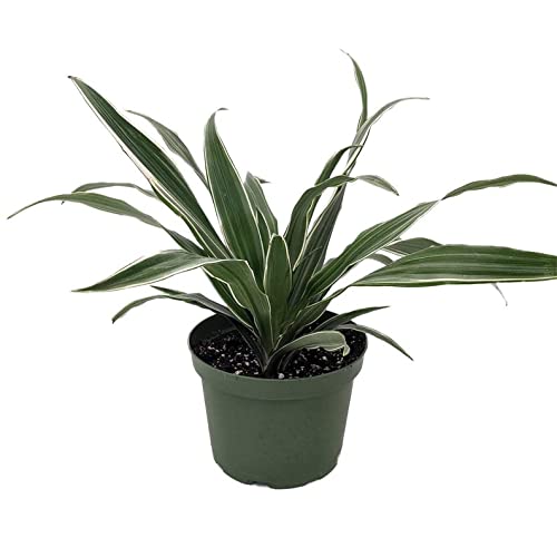Dracaena Warneckii White Stripe Dragon (RFS) - 6 Inch Indoor House Plant in Pot - Easy to Grow Low Maintenance Houseplant for Home, Office & Garden Decor