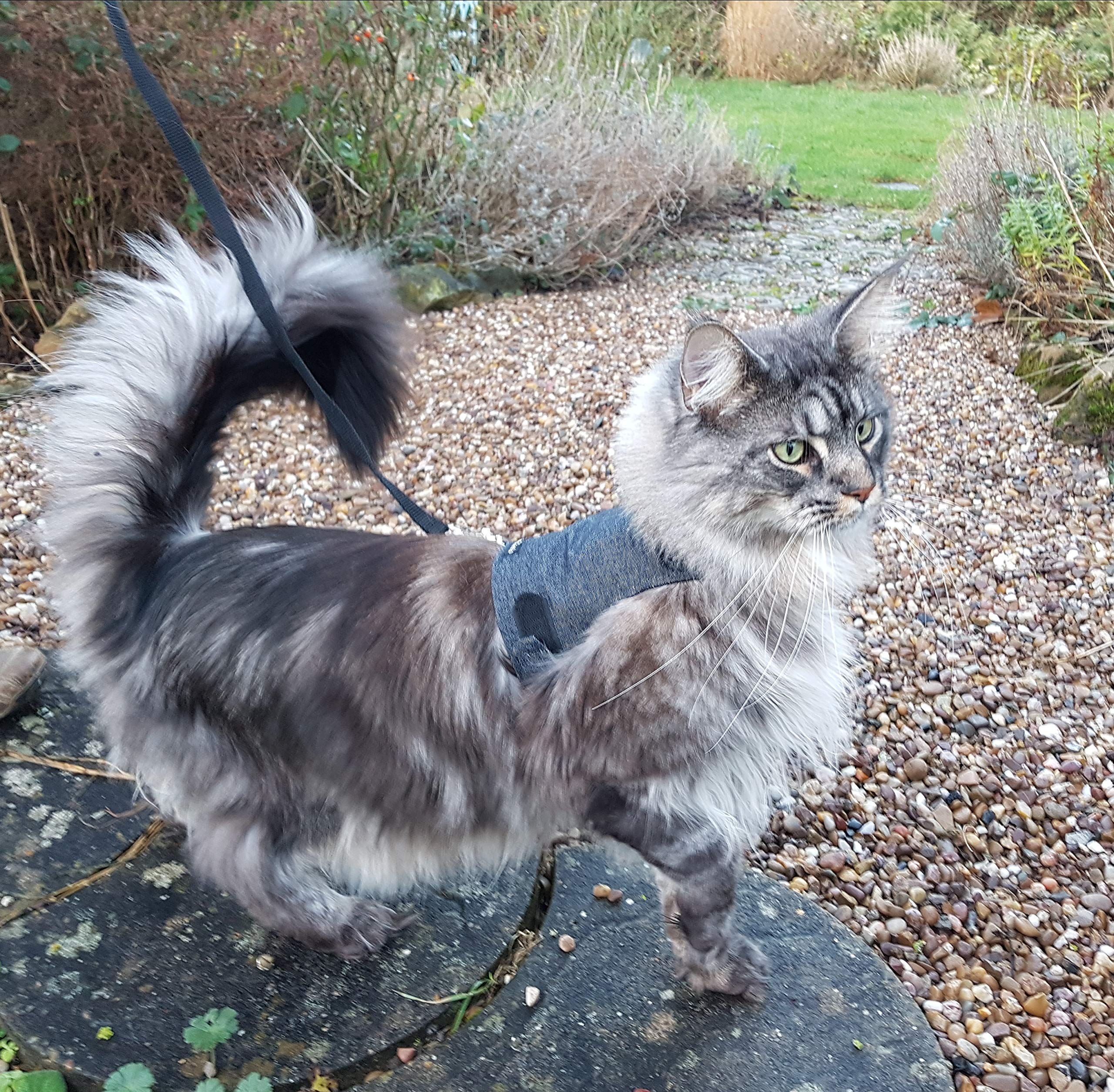 Premium Black Denim Cat Jacket & Harness for Adult Cats - Escape-Proof Walking Vest for Outdoor Adventures and Vet Visits