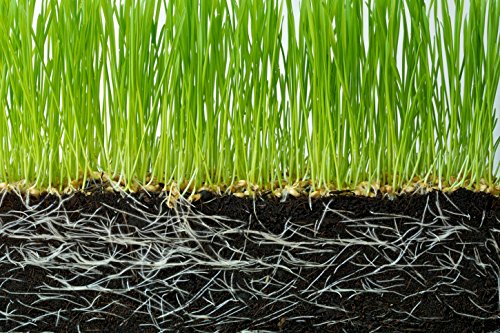 2 Pounds Water Absorbing Crystal Polymer Soil - Moisture Retention Beads for Plants, Flowers, Vegetables - Ideal for Indoor/Outdoor Gardening & Drought Conditions