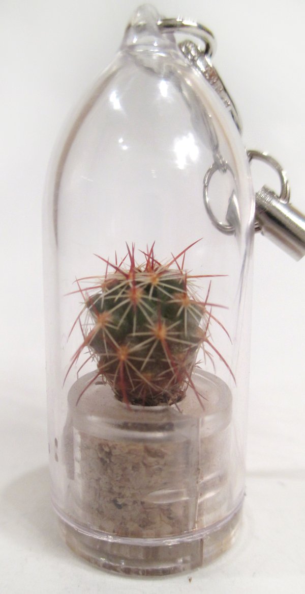 Live Cactus Terrarium Plant Keychain - Mini Succulent Air Plant for Home Decor, Office Desk, Gift Idea
