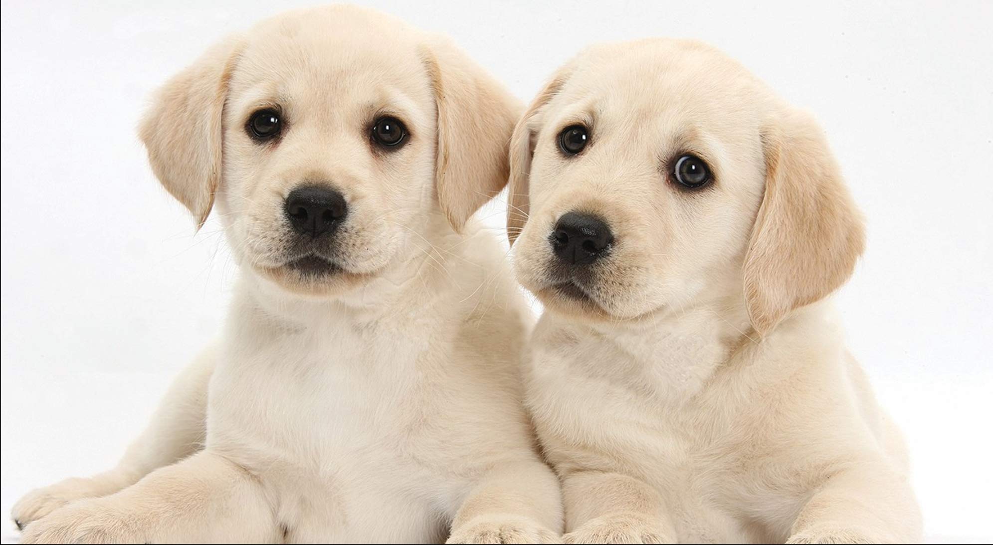 2023-2024-2025 3-Year Pocket Planner with Notepad - Cute Lab Puppy Design | Perfect for School, Office & Travel Organization