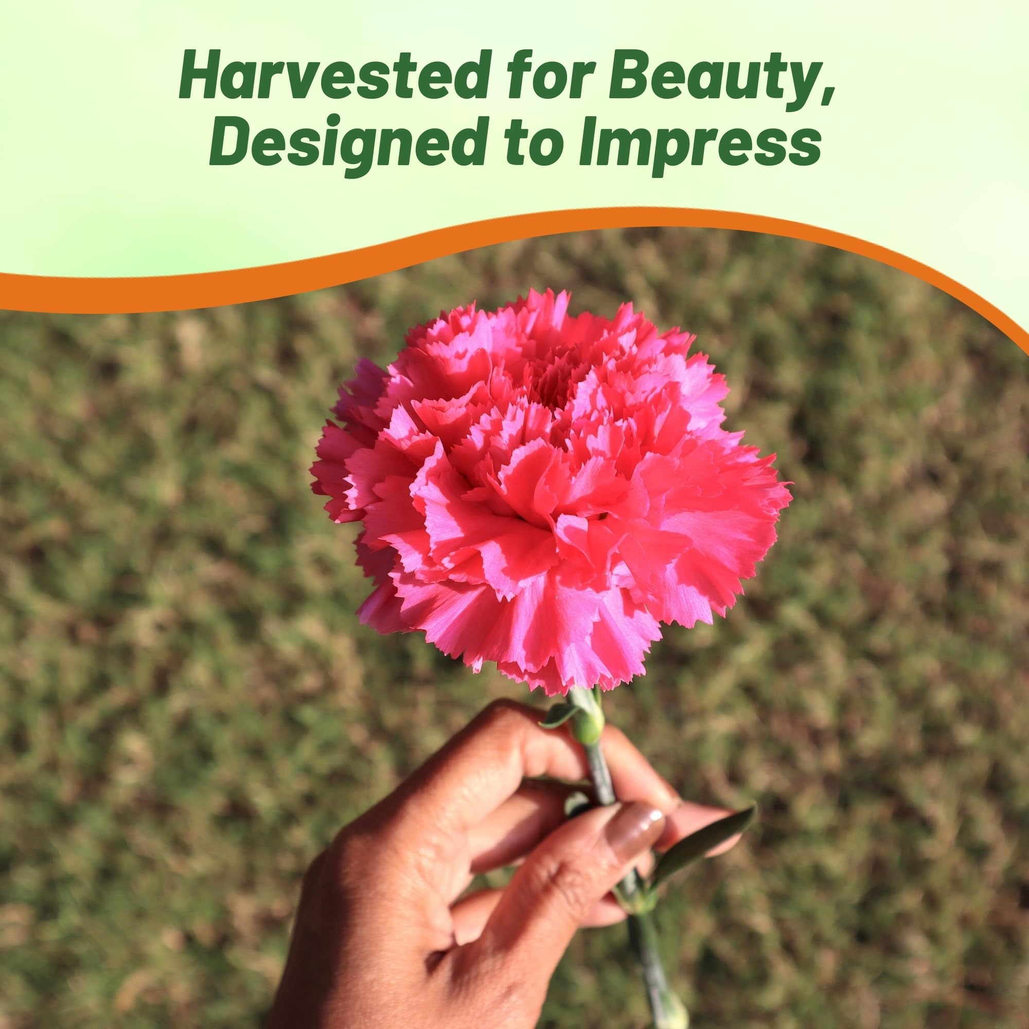 Outsidepride 2000 Seeds Perennial Dianthus Rose Carnation Flower Seeds for Planting - Beautiful Garden Flowers for Landscaping, Borders & Cut Flower Arrangements