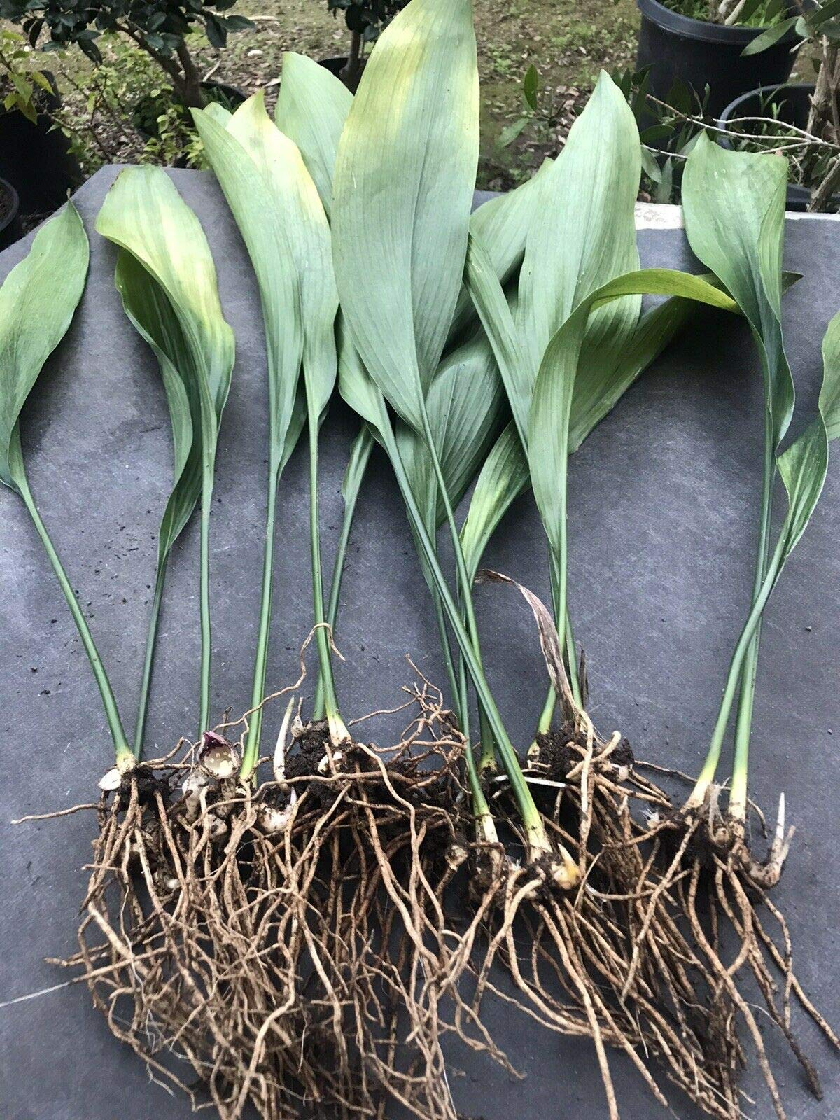 8 Bare Root Cast Iron Aspidistra Rhizomes (Japanese Haran Baran) - Perfect for Shade Gardens, Indoor Decor & Low-Light Landscaping