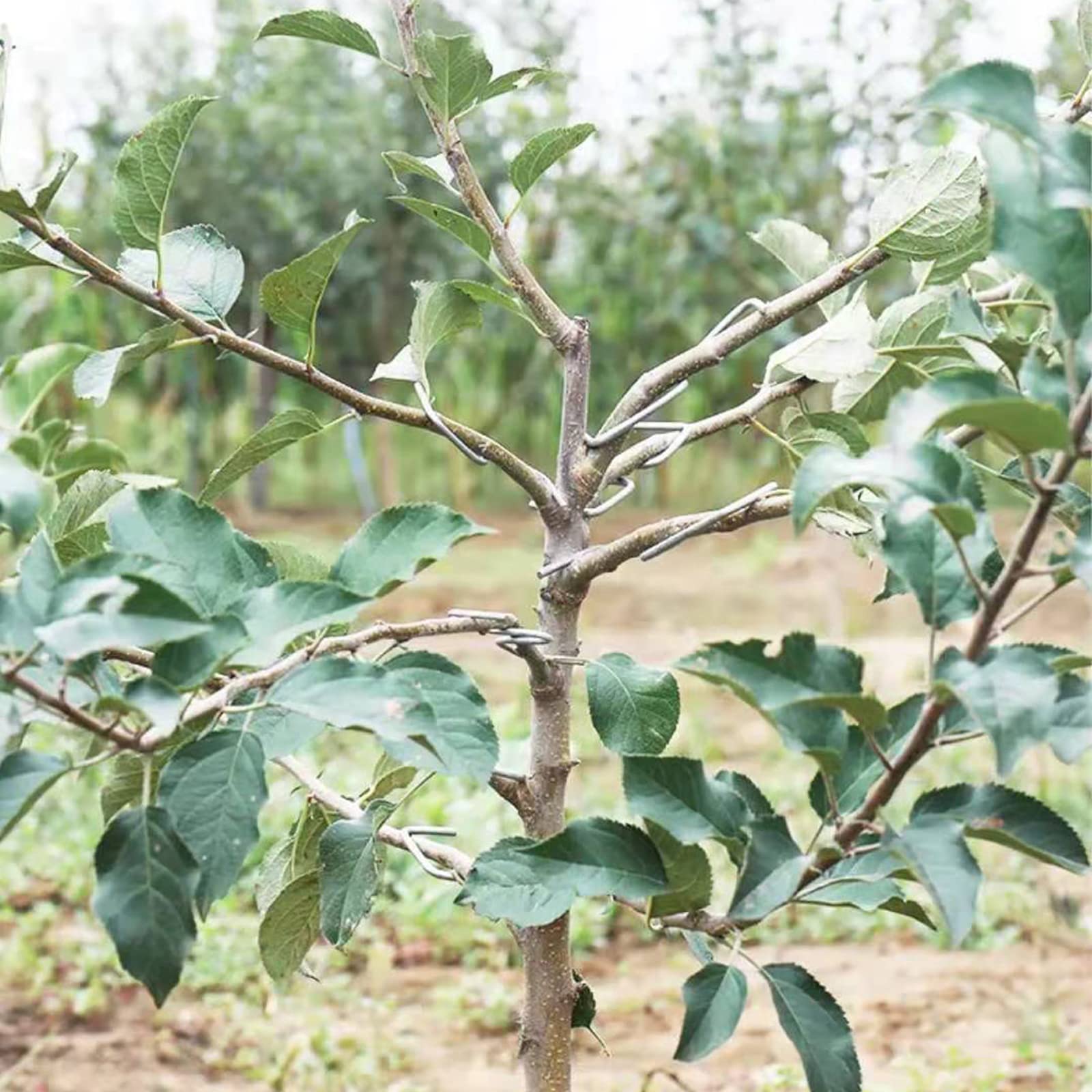 24pcs 5.1 Inch Fruit Tree Branch Puller - Garden Bonsai Limb Spreader & Bending Tool for Plants, Trees, and Shrubs - Perfect for Gardening, Landscaping, and Bonsai Training (M-5.1IN)