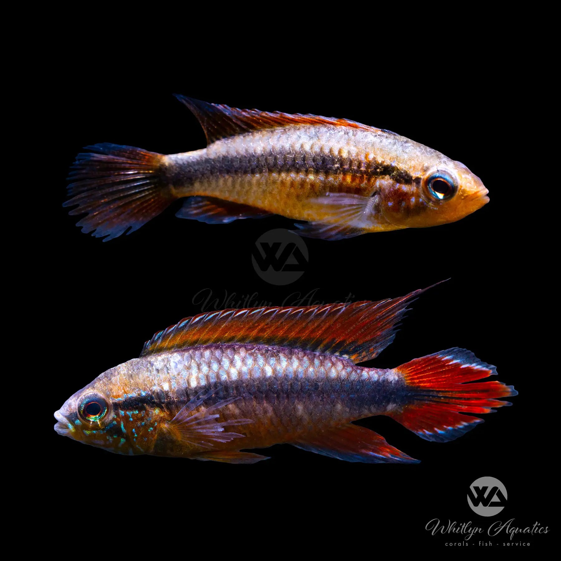 Premium Double Red Apistogramma Agassizii Cichlid Fish - Vibrant Aquarium Fish for Tropical Freshwater Tanks | Perfect for Community Aquariums & Fish Breeding