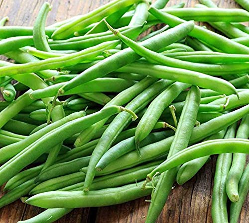 Blue Lake Bush Green Bean Seeds - 50+ Heirloom Non-GMO Vegetable Seeds for Planting (Phaseolus vulgaris) - Perfect for Home Gardens, Organic Farming & Fresh Salads