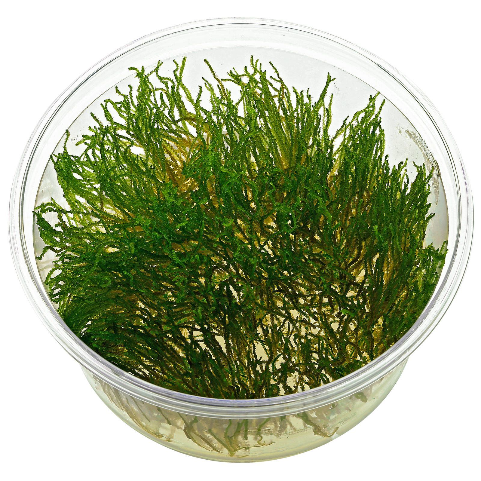 TCulture Taxiphyllum Flame Moss (TC Cup) - Live Aquatic Plant for Freshwater Aquariums, Terrariums & Shrimp Tanks - Perfect for Aquascaping & Natural Habitat Decoration