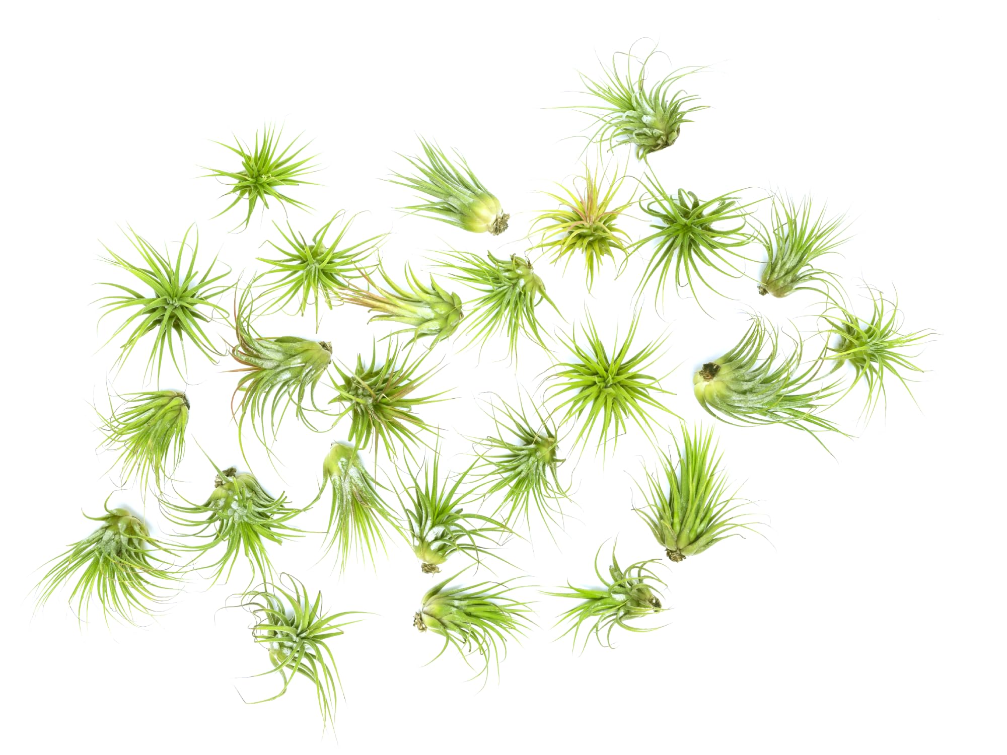 Live Ionantha Tillandsia Air Plants (10 Pack) - Easy Care Indoor Houseplants for Terrariums, Plant Holders & Home Decor | Perfect for Offices, Gifts & DIY Garden Projects