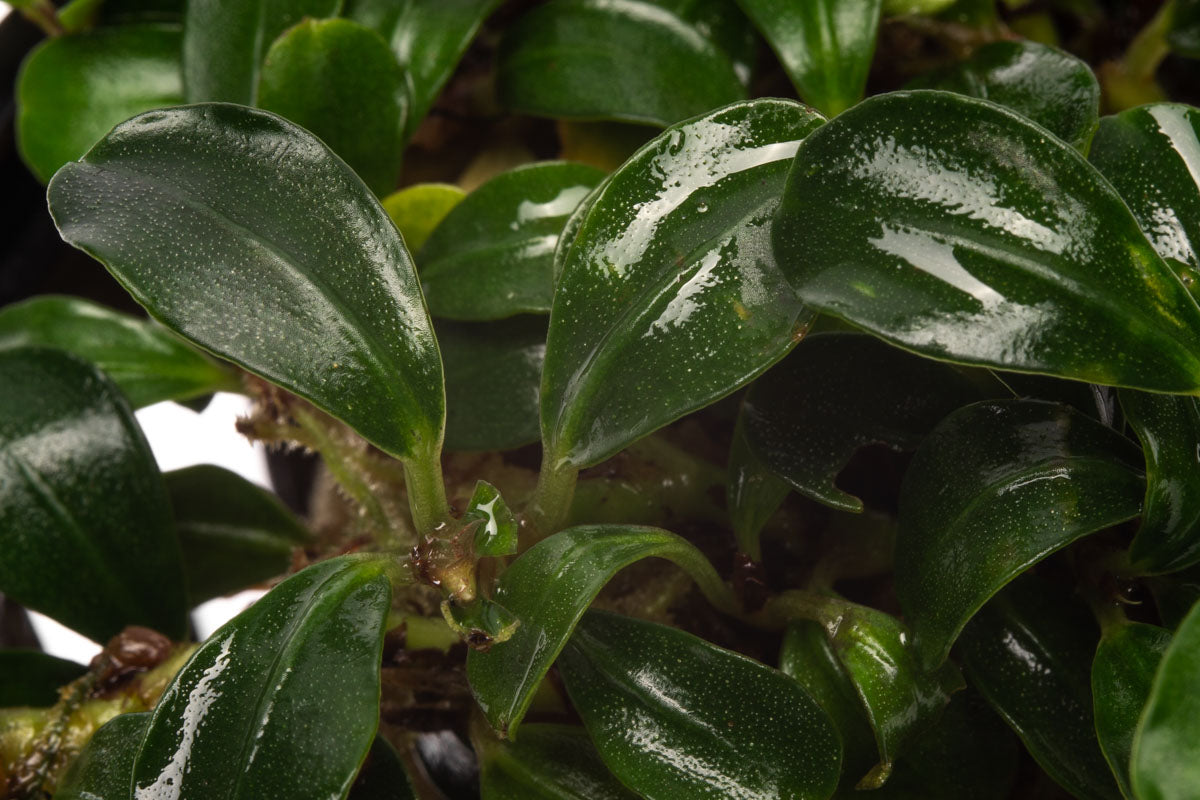 Bucephalandra Mini Coin Aquatic Plant for Freshwater Aquariums - Perfect for Nano Tanks, Aquascaping & Shrimp Habitats