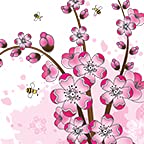 Cherry Blossom