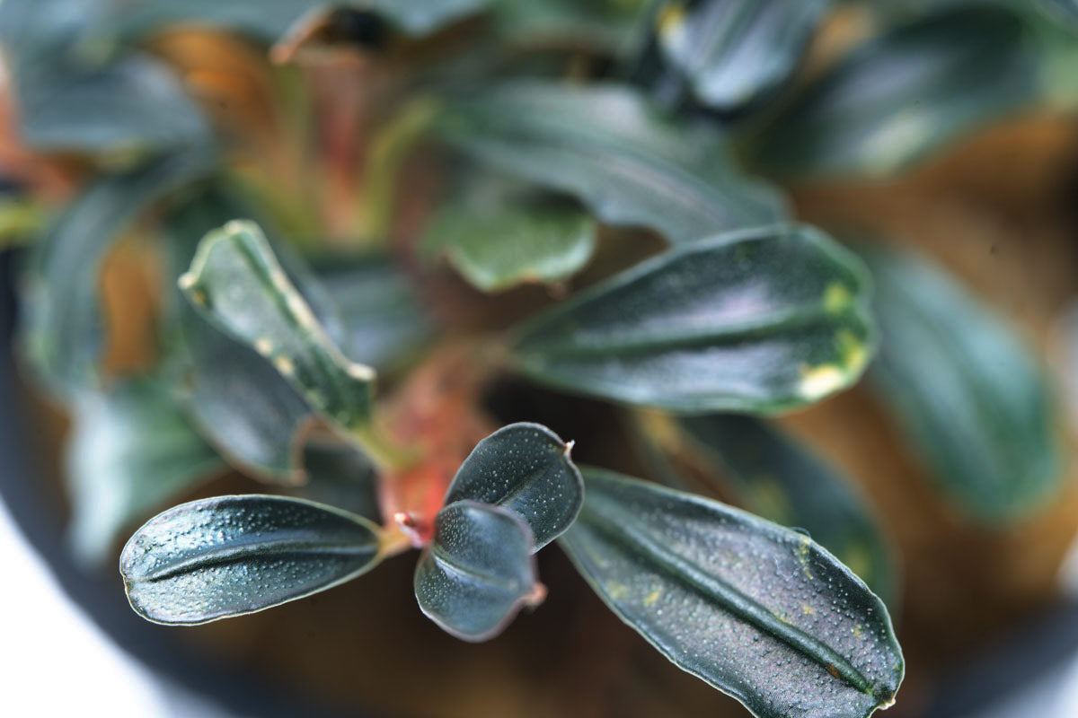 Bucephalandra Lamandau Mini Purple Aquatic Plant for Aquarium - Rare Freshwater Plant for Fish Tank Decoration, Low Light Aquascaping, and Shrimp Habitat