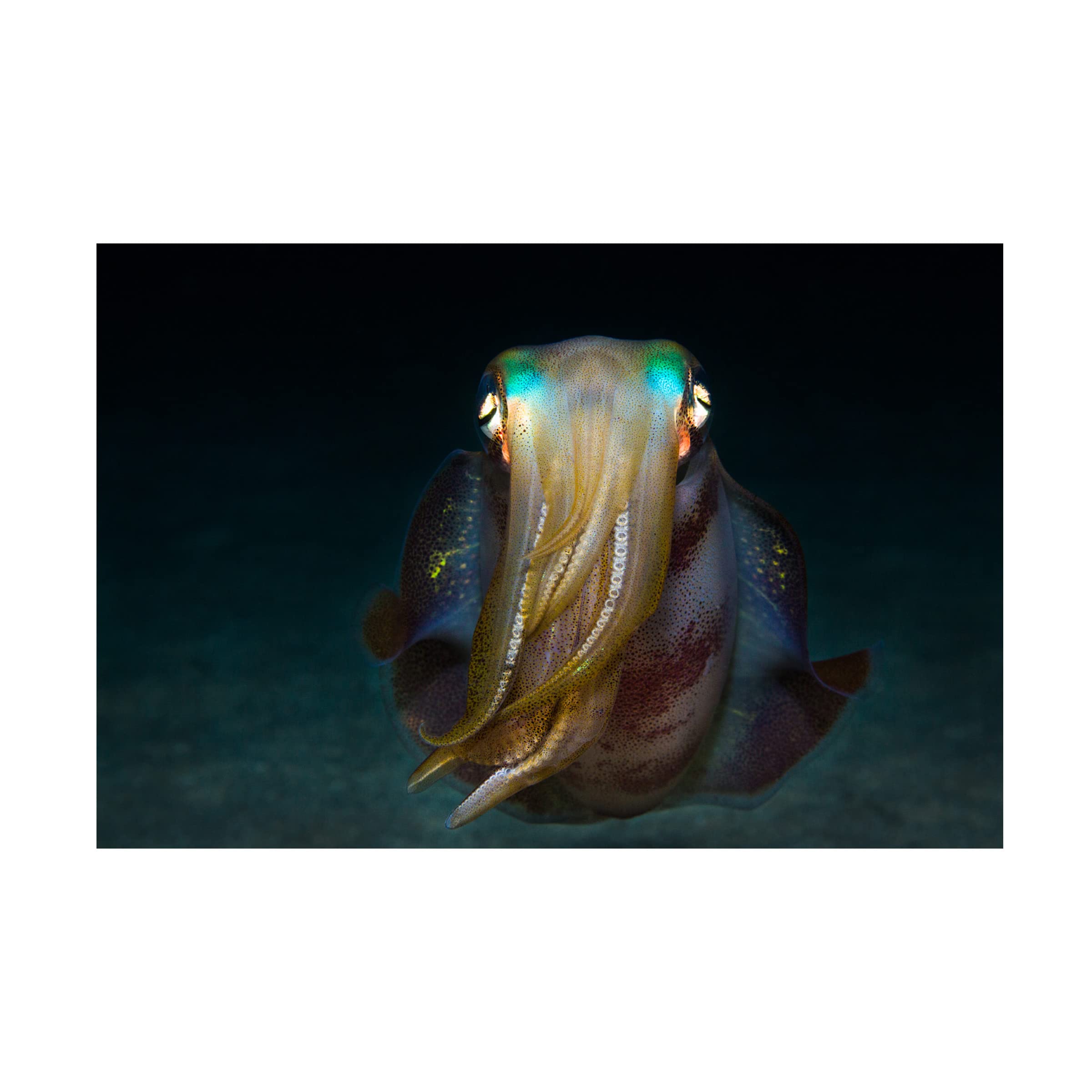 Anna Shvab 'Squid' Canvas Wall Art Print - Modern Ocean Themed Painting for Living Room, Bedroom & Office Decor