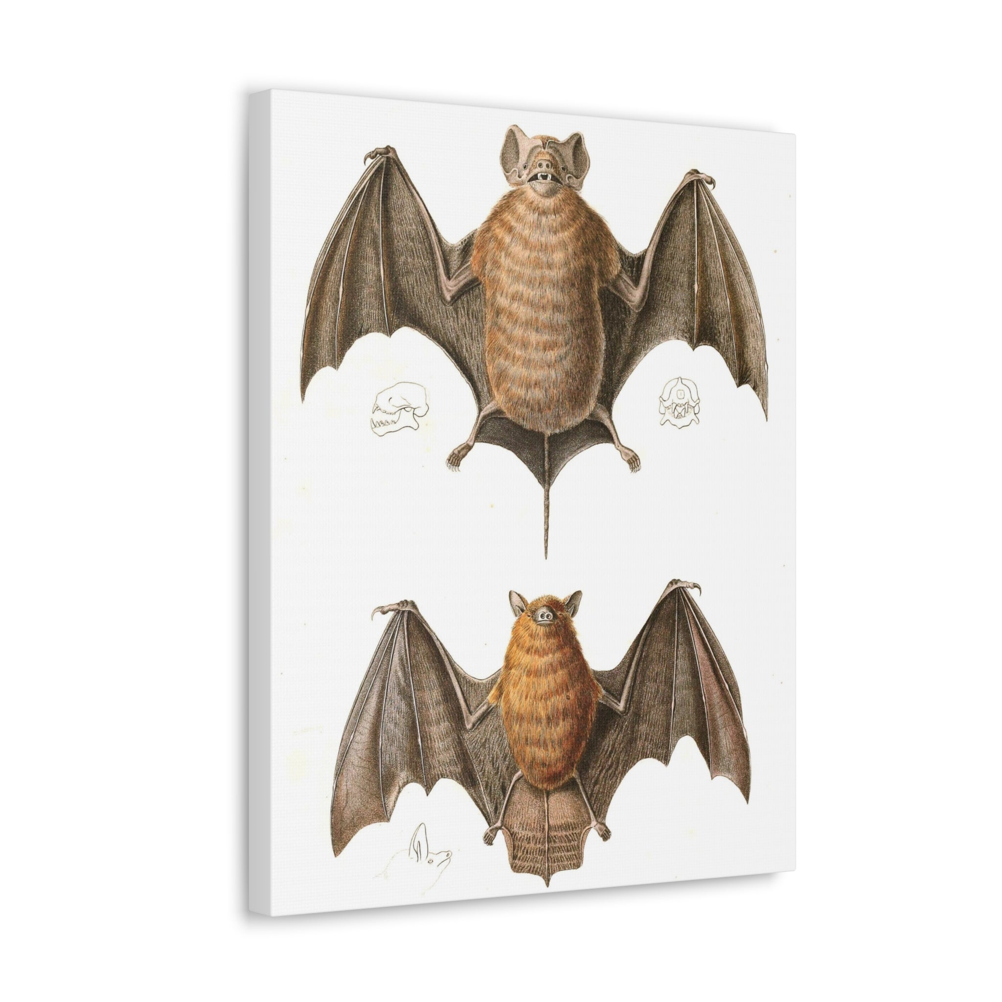 Free Tailed Bats Wall Art - Stunning Wildlife Illustration Canvas Print for Home & Office Decor - Perfect for Nature Lovers, Bat Enthusiasts, and Gothic Interior Design