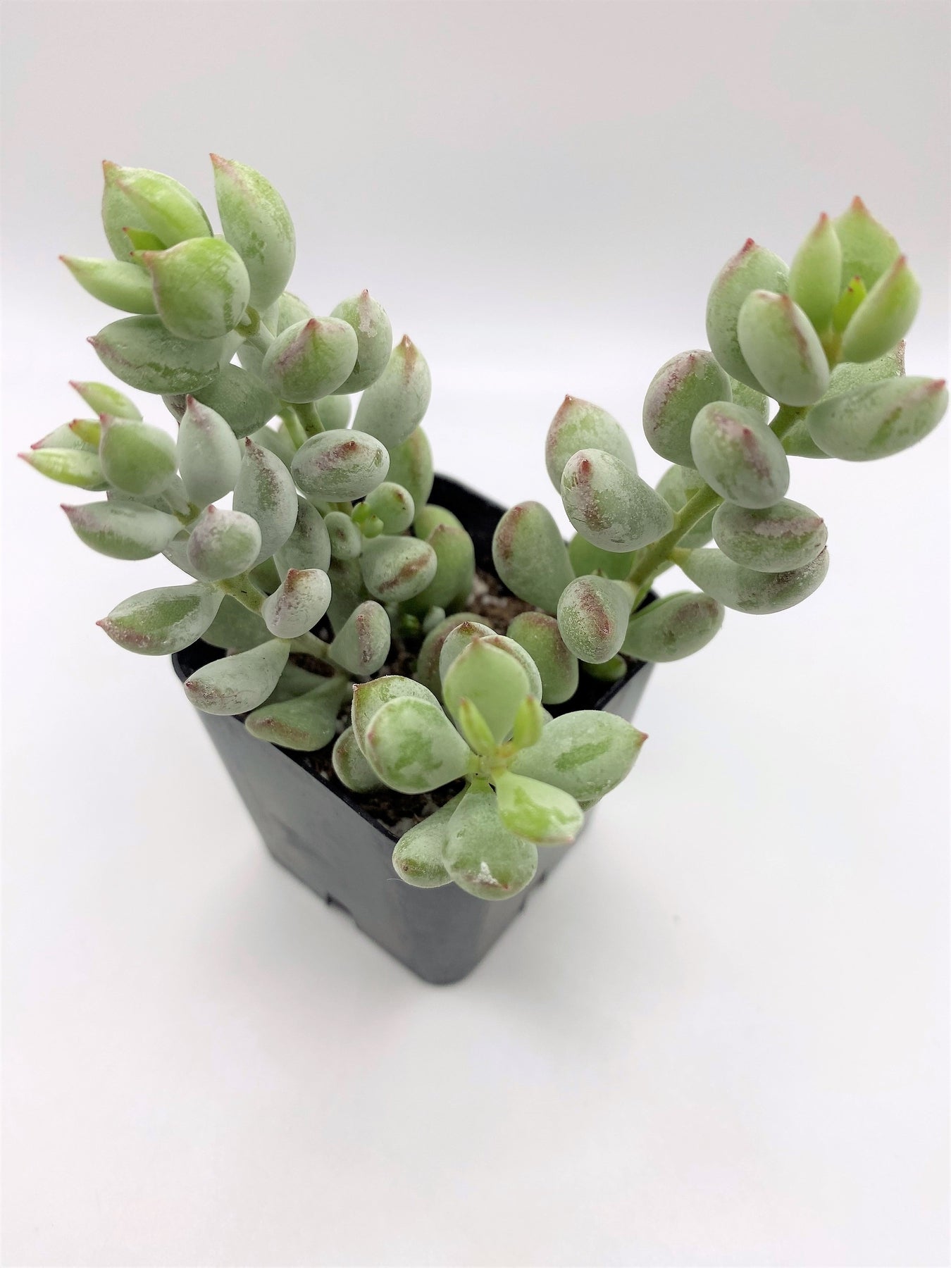 Cotyledon Pendens Succulent Plant - Live Hanging Succulent for Home Decor, Office, and Garden - Easy Care Indoor/Outdoor Plant for Beginners