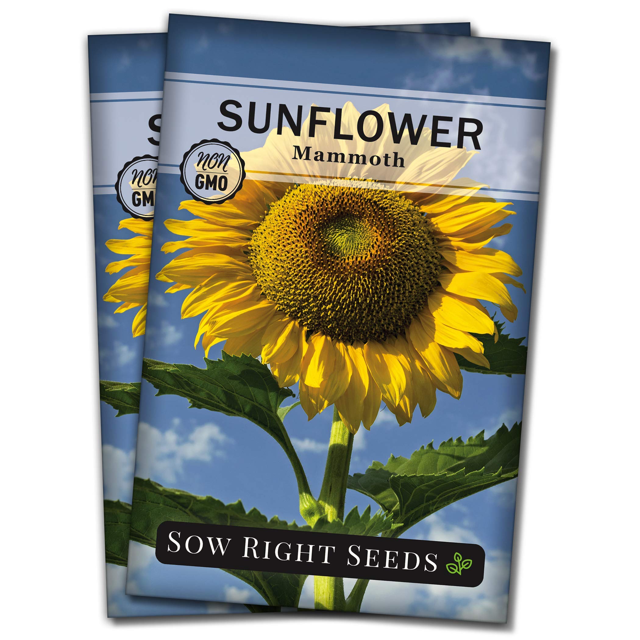 **Sow Right Seeds - Non-GMO Heirloom Mammoth Sunflower Seeds for Planting - Grow Giant Sunflowers with Bright Yellow Blooms - Attracts Bees & Birds - Perfect for Outdoor Gardens, Backyards & Pollinator-Friendly Landscapes**