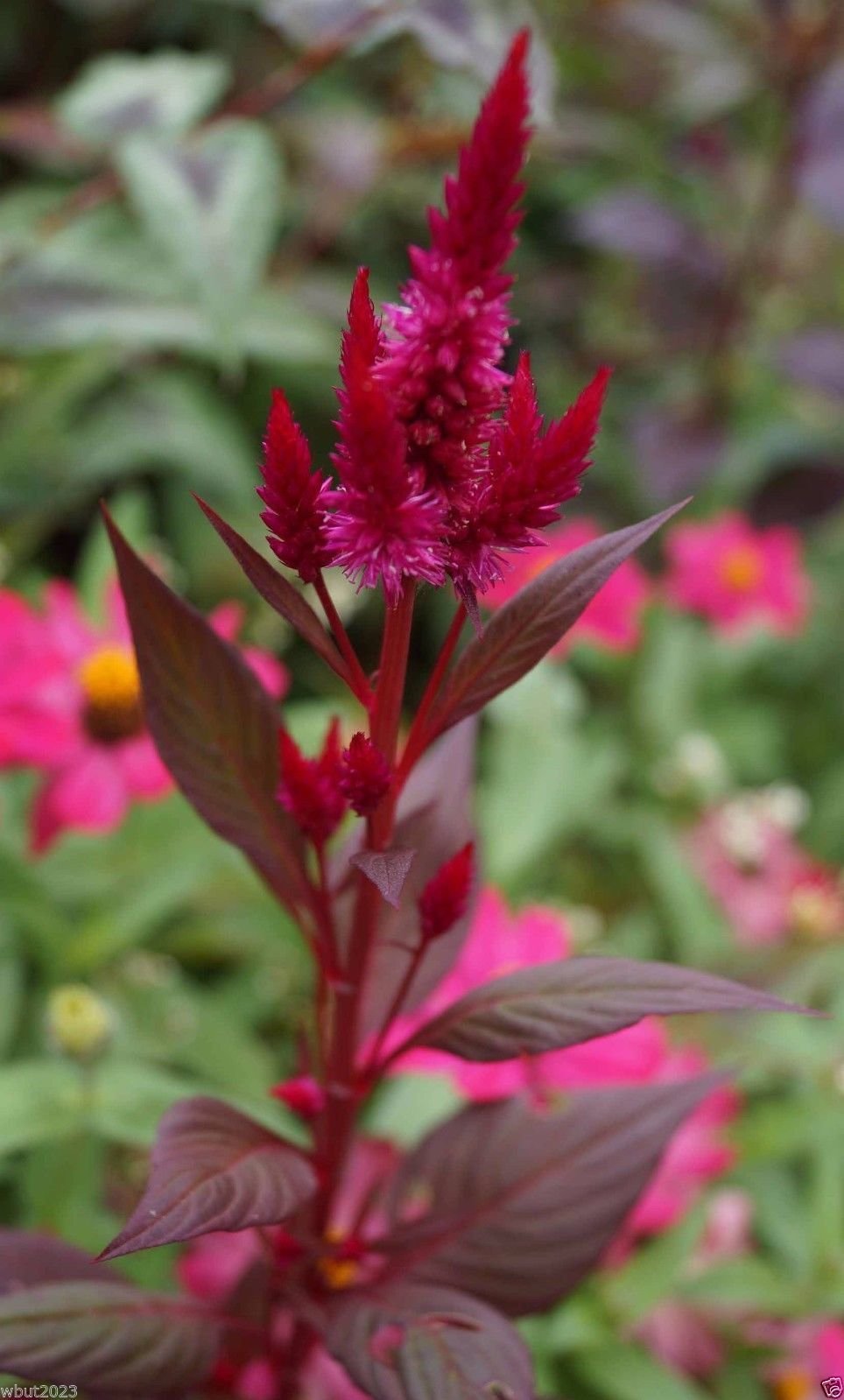 300 Celosia Flamingo Feather Seeds - Vibrant Purple Heat-Tolerant Flower Seeds for Garden Beds, Borders & Containers - Perfect for Sunny Landscapes, Cut Flower Arrangements & Pollinator Gardens