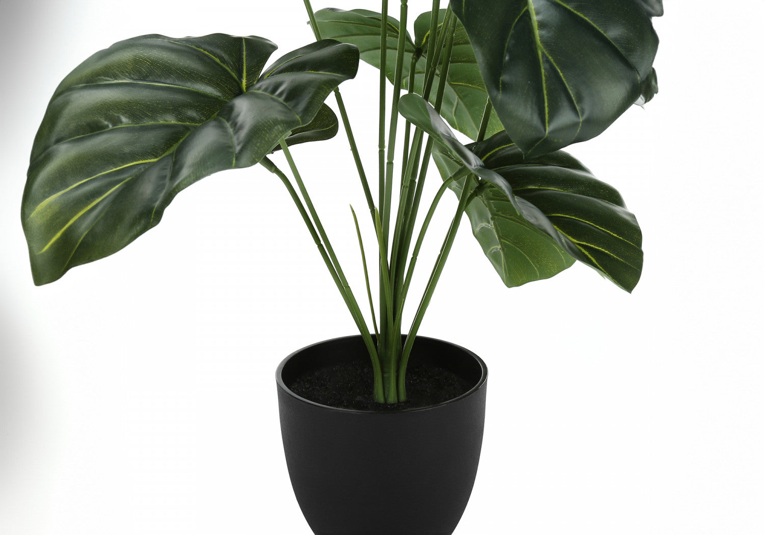 24 Alocasia Plant with 5 Black Pots - Tropical Indoor Houseplant for Home & Office Decor - Perfect for Living Room, Bedroom, or Gift Giving