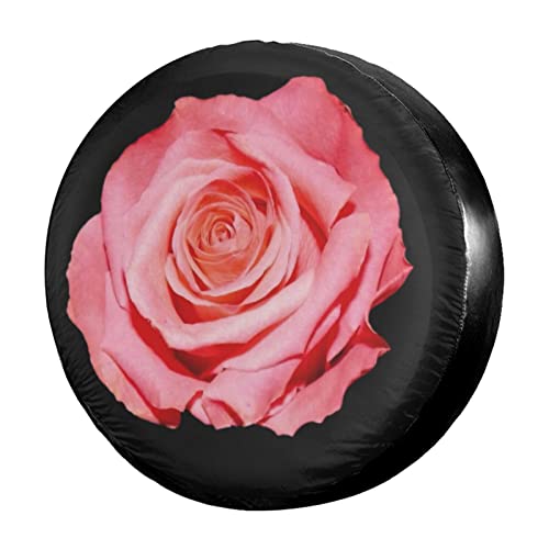 Rose In Full Bloom