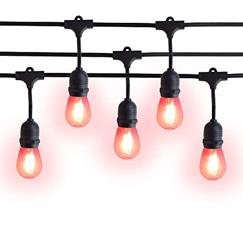 Shatterproof LED Bulbs 2-Watt - Fuchsia - Black Cord