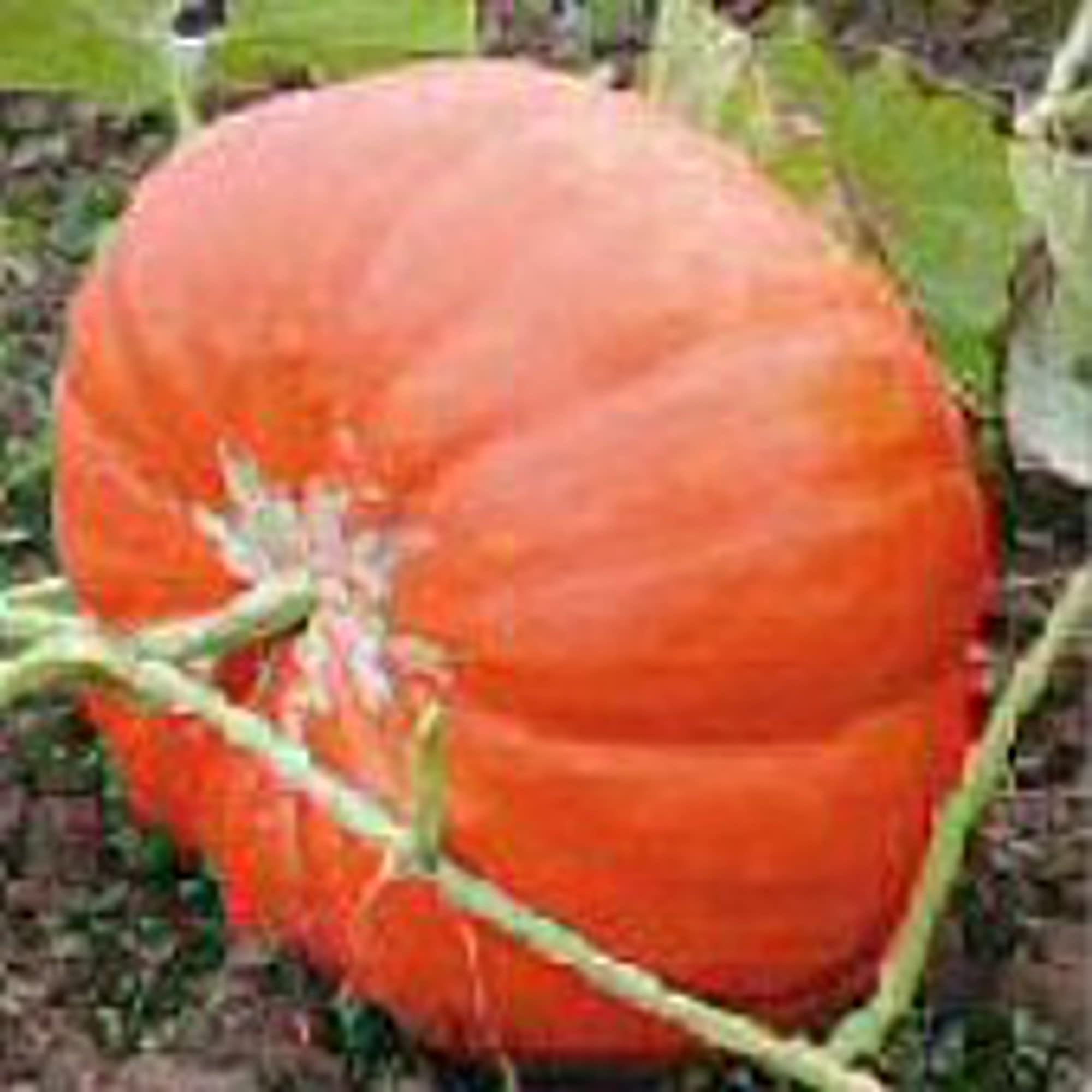 Non-GMO Cinderella Pumpkin Seeds (20+ Seeds) for Planting - Heirloom Vegetable, Fruit, Herb & Flower Seeds | Home Garden, Greenhouse Growing | Perfect for Fall Decorations & Pumpkin Patches