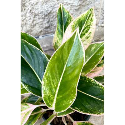 The Secret to a Vibrant Home: The Aglaonema Siam Pink Story