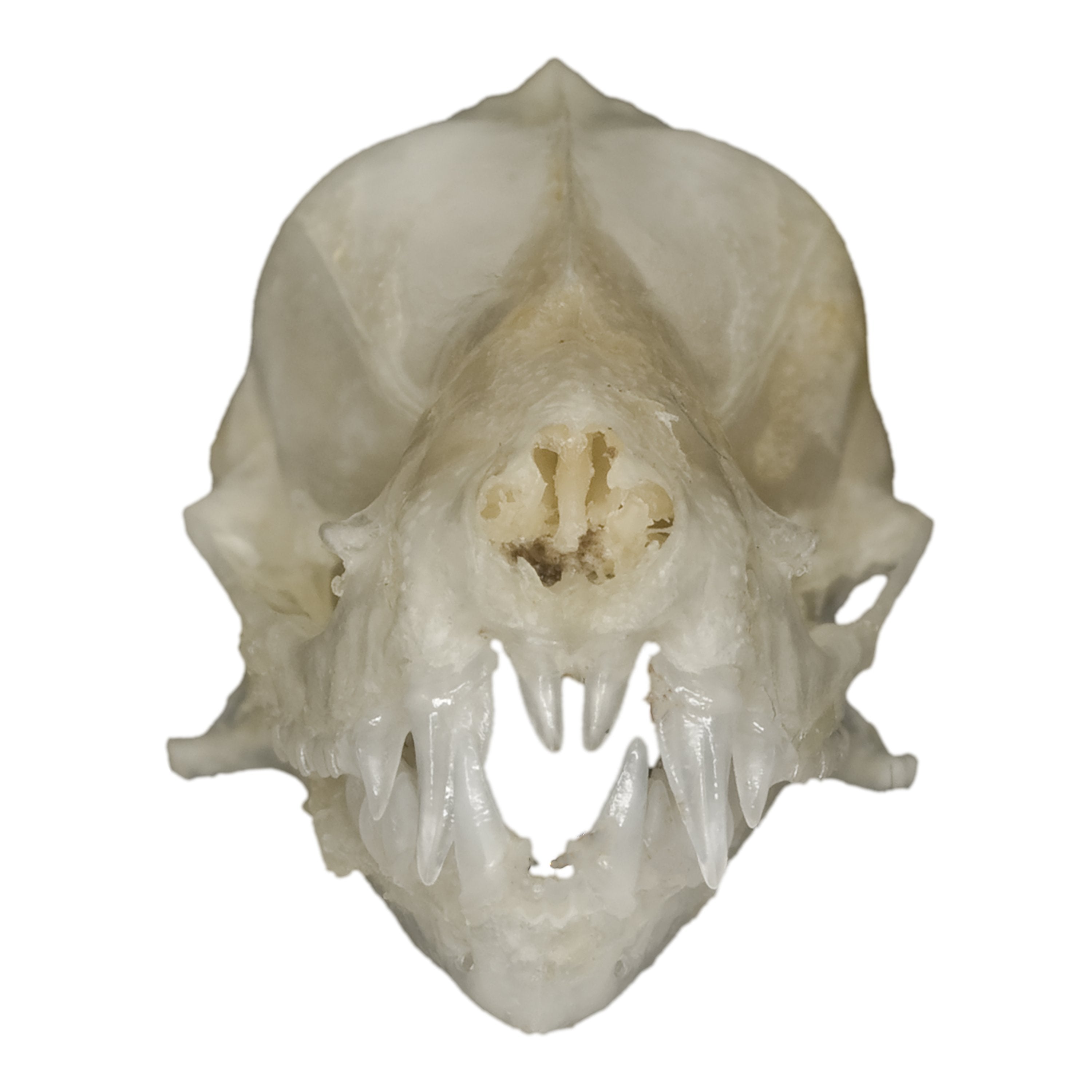 Authentic Javan Mastiff Bat Skull - Rare Collectible Specimen for Gothic Decor, Taxidermy, and Halloween Displays
