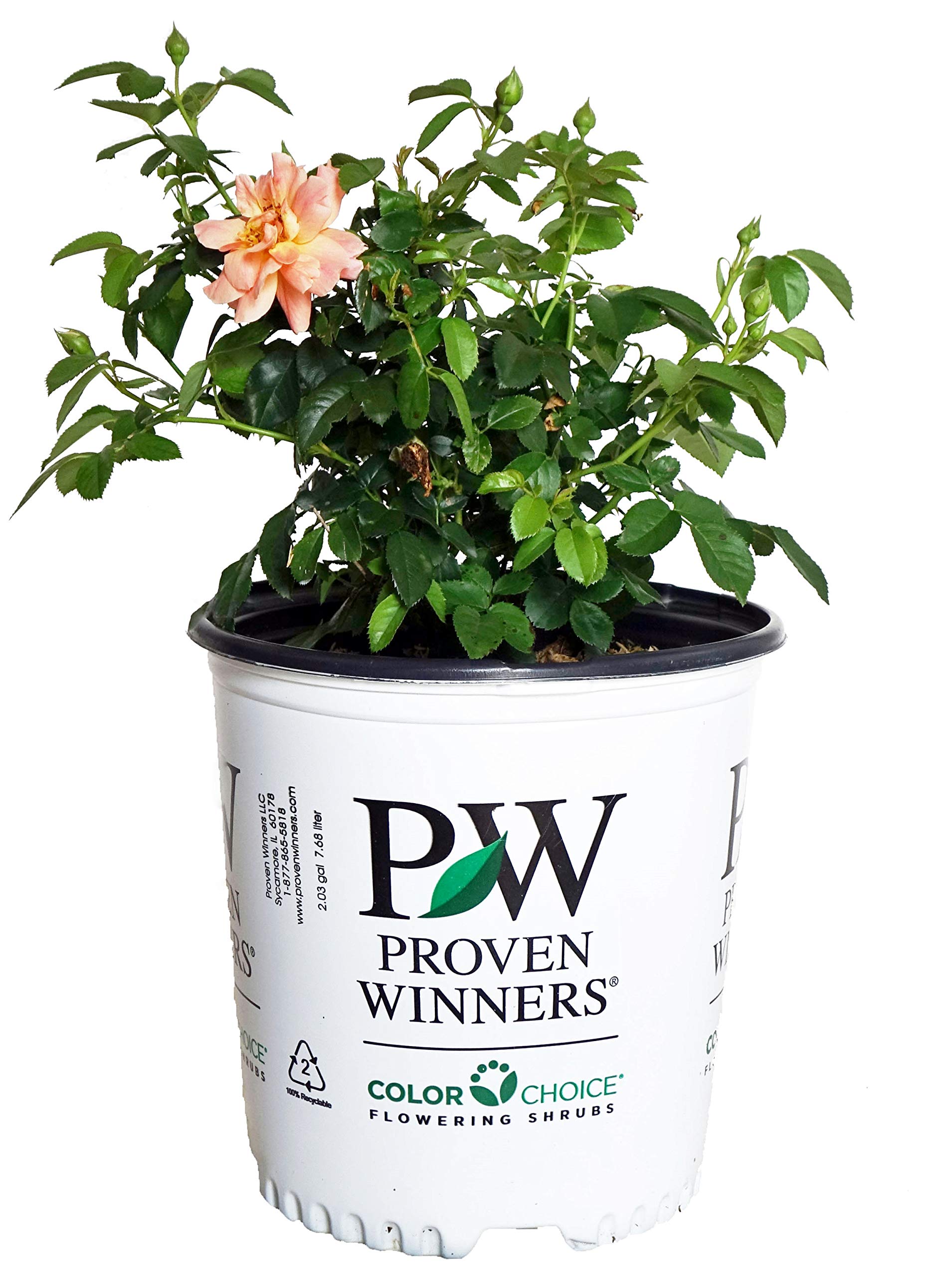 Proven Winners - ROSA 'AT LAST' Rose Bush with Vibrant Orange Flowers in #2 Size Container - Perfect for Gardens, Landscaping & Outdoor Decor
