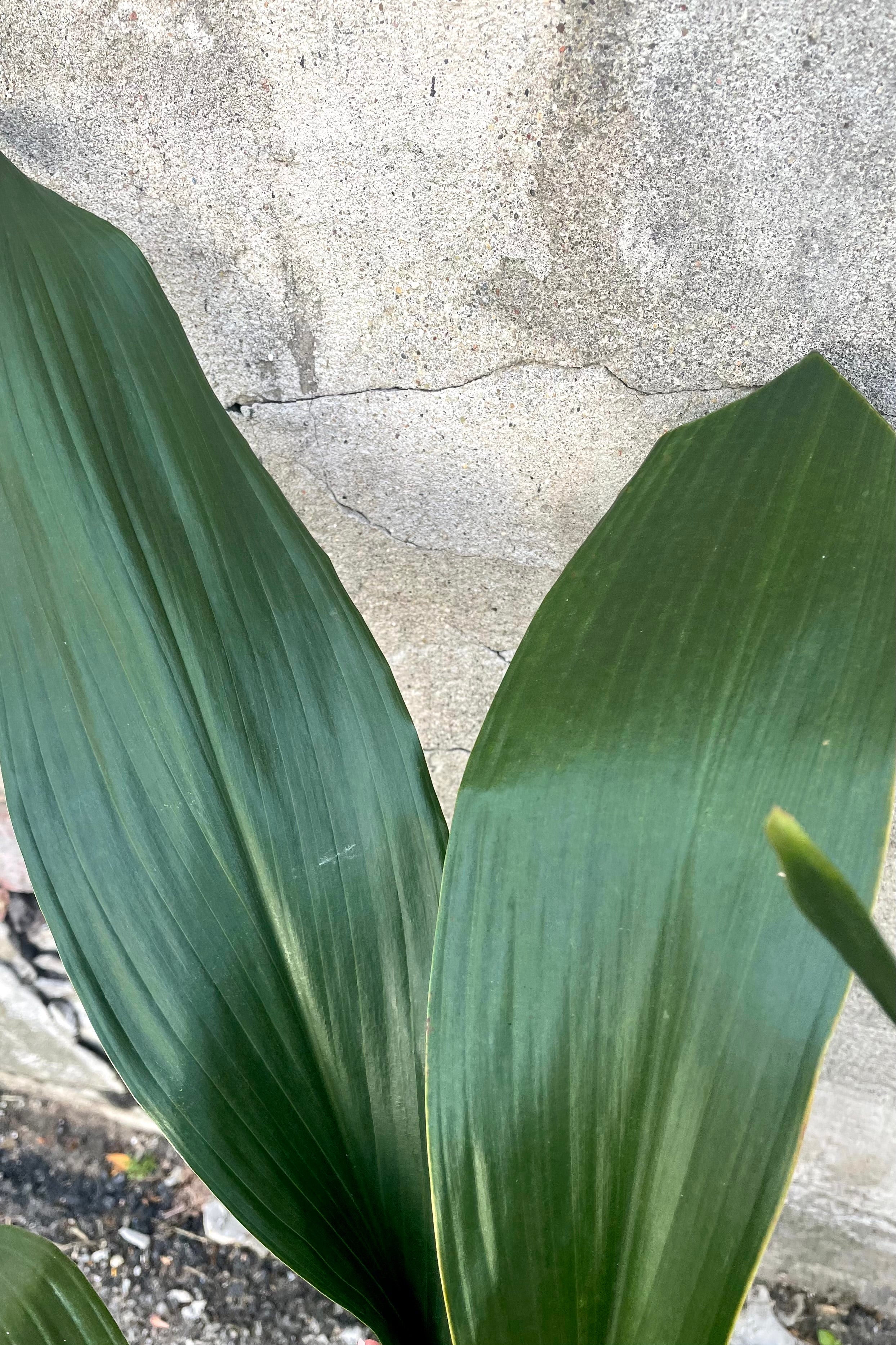 Aspidistra 8 Inch Artificial Plant - Realistic Fake Indoor Floor Plant for Home Office Decor, Living Room, Bedroom, and Commercial Spaces
