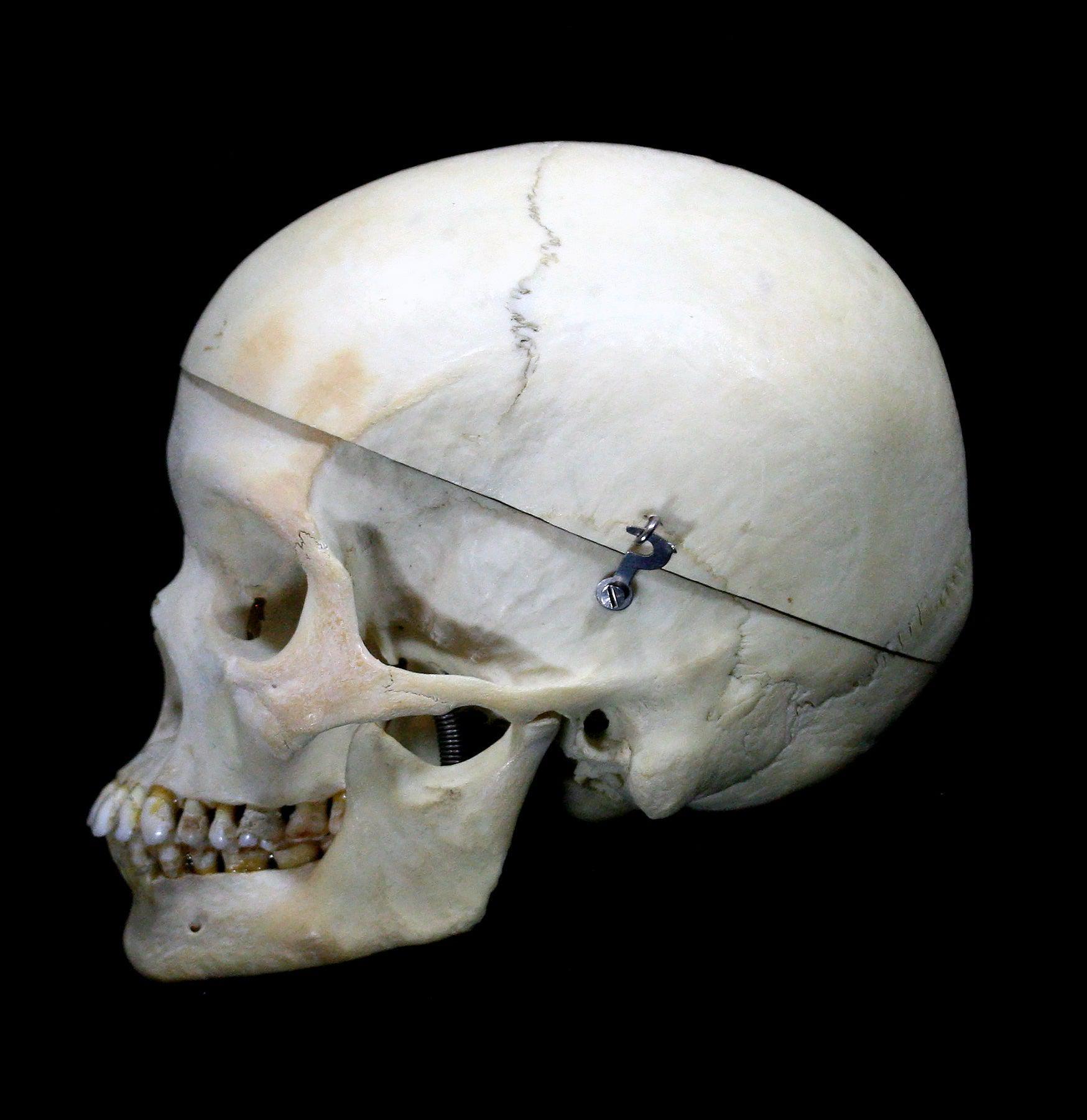Realistic Female Human Skull Replica - Perfect for Halloween Decor, Anatomy Study & Medical Education - Ideal for Haunted Houses, Classroom Models & Halloween Props