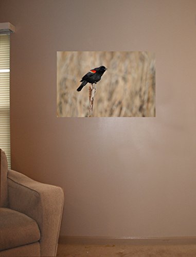 Boer Red Winged Blackbird Wall Decal Poster 24x36 Inches - Nature-Inspired Home Decor for Living Room, Bedroom & Office
