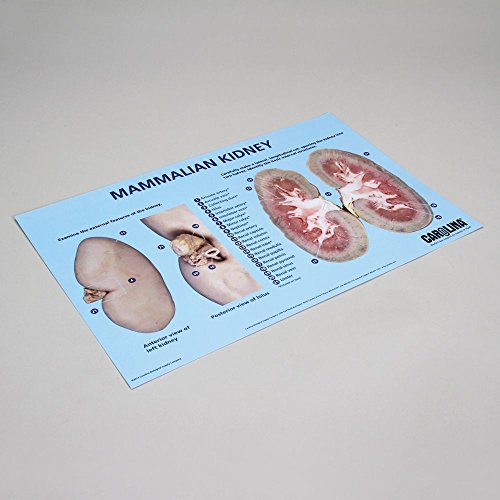 Premium Carolina Kidney Dissection Mat - High-Quality Medical Lab Equipment for Anatomy Studies | Ideal for Biology Classrooms, Veterinary Training & Medical Education