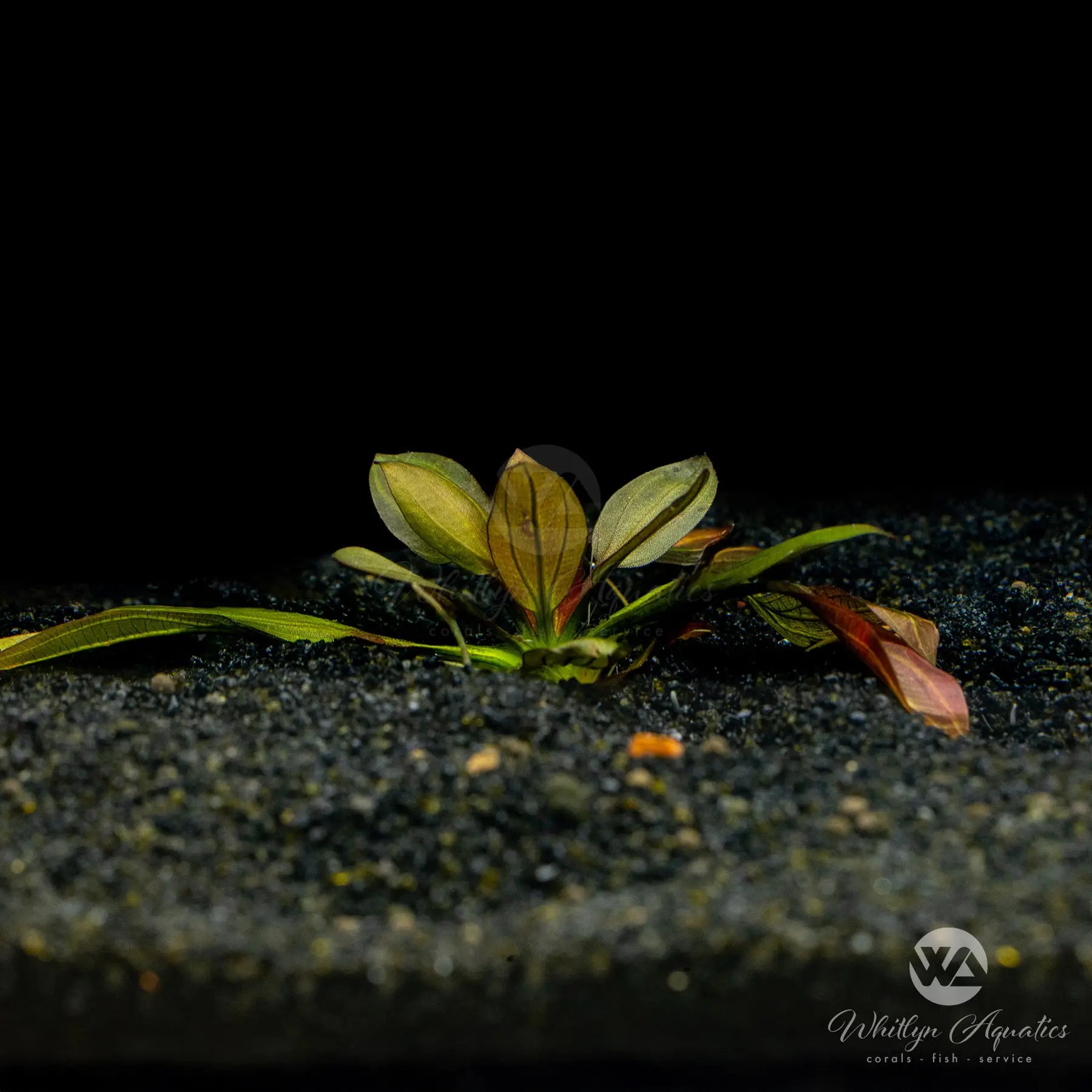 Red Melon Sword Echinodorus barthii Aquatic Plant - Perfect for Freshwater Aquariums, Fish Tanks & Aquascaping