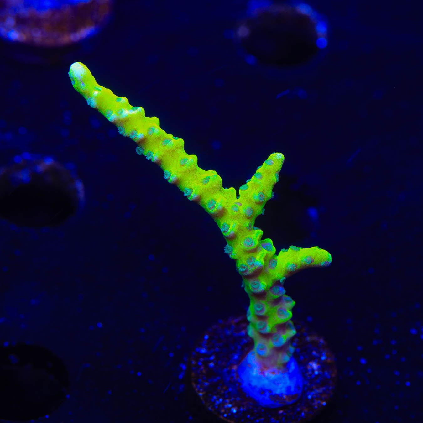 CB The Thing Anacropora Coral - Premium Live Saltwater Coral for Reef Aquariums | Perfect for Nano Tanks & Coral Frag Racks