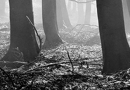 Artgeist Acoustic Canvas Wall Art Print - 53x18 inch Forest Landscape Soundproofing Picture with Acoustic Foam for Home & Office Decor | Black & White Nature Woods Artwork (Model: c-B-0235-b-a) - Perfect for Living Rooms, Bedrooms, and Studios