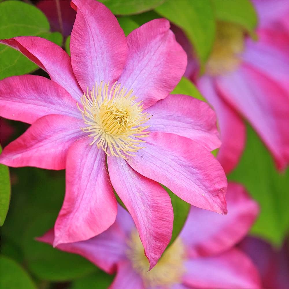 Asao Clematis - 5 Live Plants in 4 Inch Pots - Clematis 'Asao' Starter Plants with Bold Pink Flowers - Perfect for Garden Trellises, Fences, and Outdoor Landscaping
