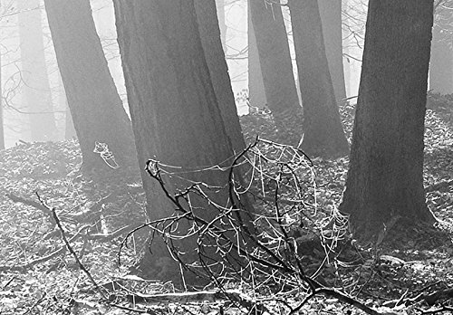 Artgeist Acoustic Canvas Wall Art Print - 53x18 inch Forest Landscape Soundproofing Picture with Acoustic Foam for Home & Office Decor | Black & White Nature Woods Artwork (Model: c-B-0235-b-a) - Perfect for Living Rooms, Bedrooms, and Studios