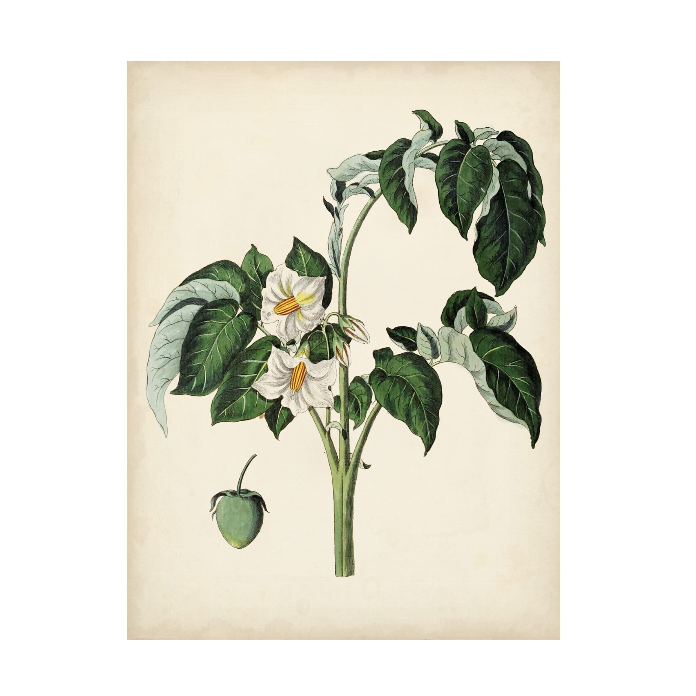 Trademark Fine Art 'Antique Foliage and Fruit II' Canvas Wall Art Print - Vintage Botanical Painting for Living Room, Bedroom & Office Decor