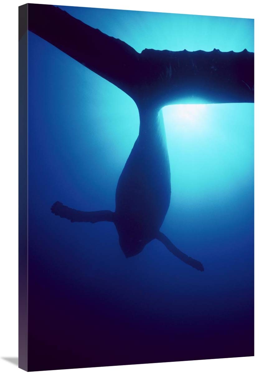 Humpback Whale Male Singing Underwater Canvas Art Print - 24x36 Inch Wall Decor - Maui Hawaii Ocean Wildlife Photography - Perfect for Living Room, Bedroom or Office Decor