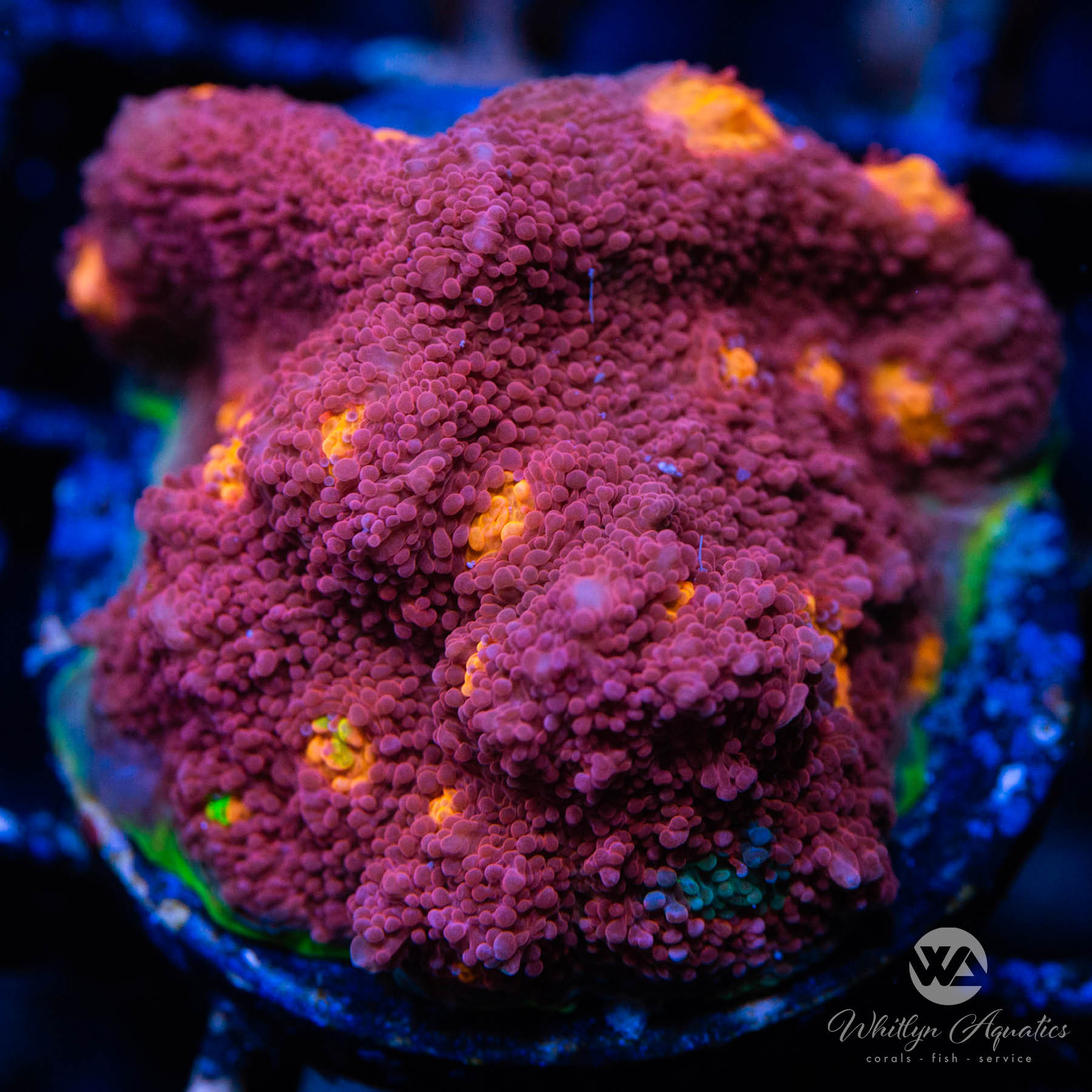My Miami Chalice Coral - Premium Live Coral for Saltwater Aquariums | Perfect for Reef Tanks & Marine Aquascaping