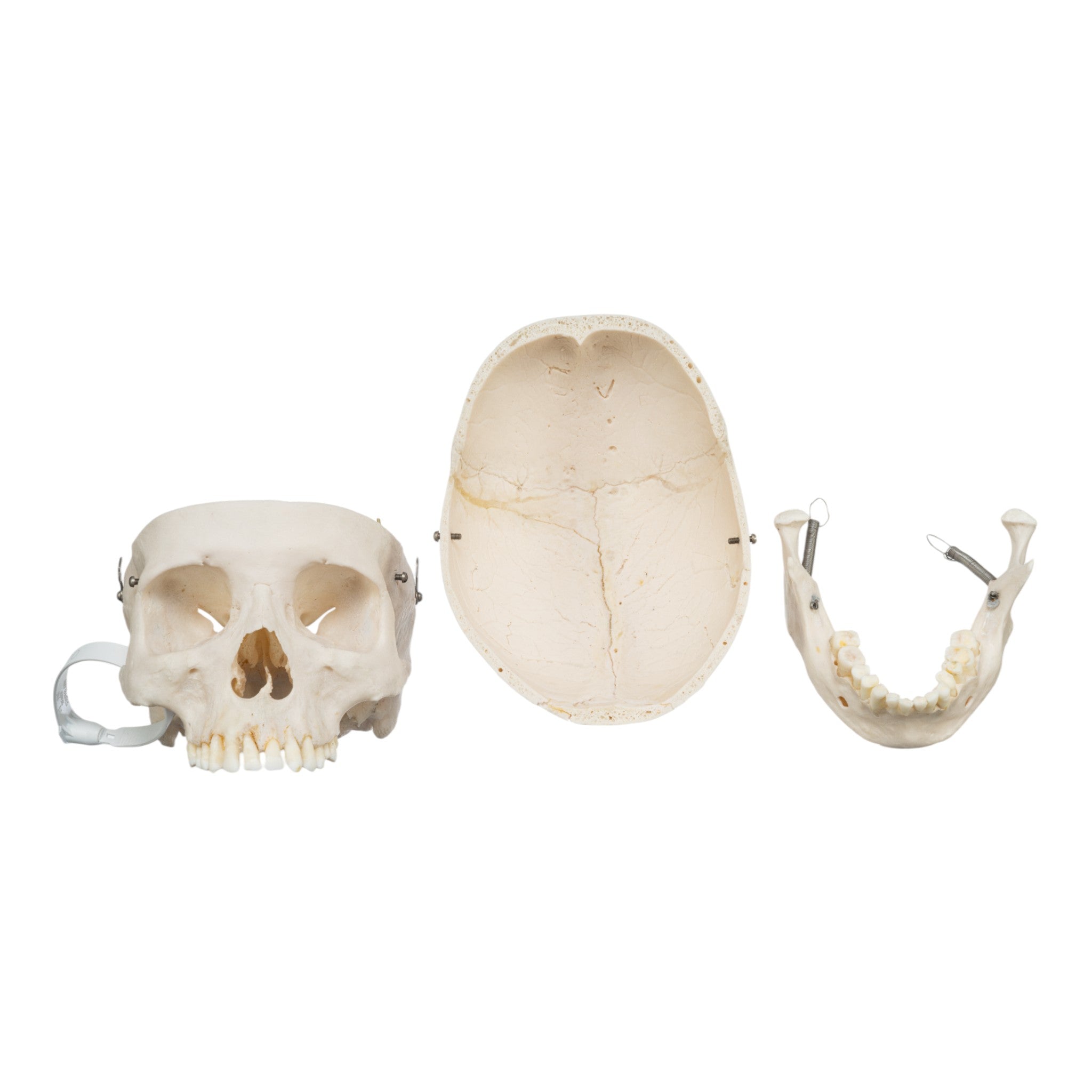 Authentic Human Skull Replica - Medical Education, Halloween Decor, Horror Props - Perfect for Anatomy Study, Haunted House, and Movie Effects