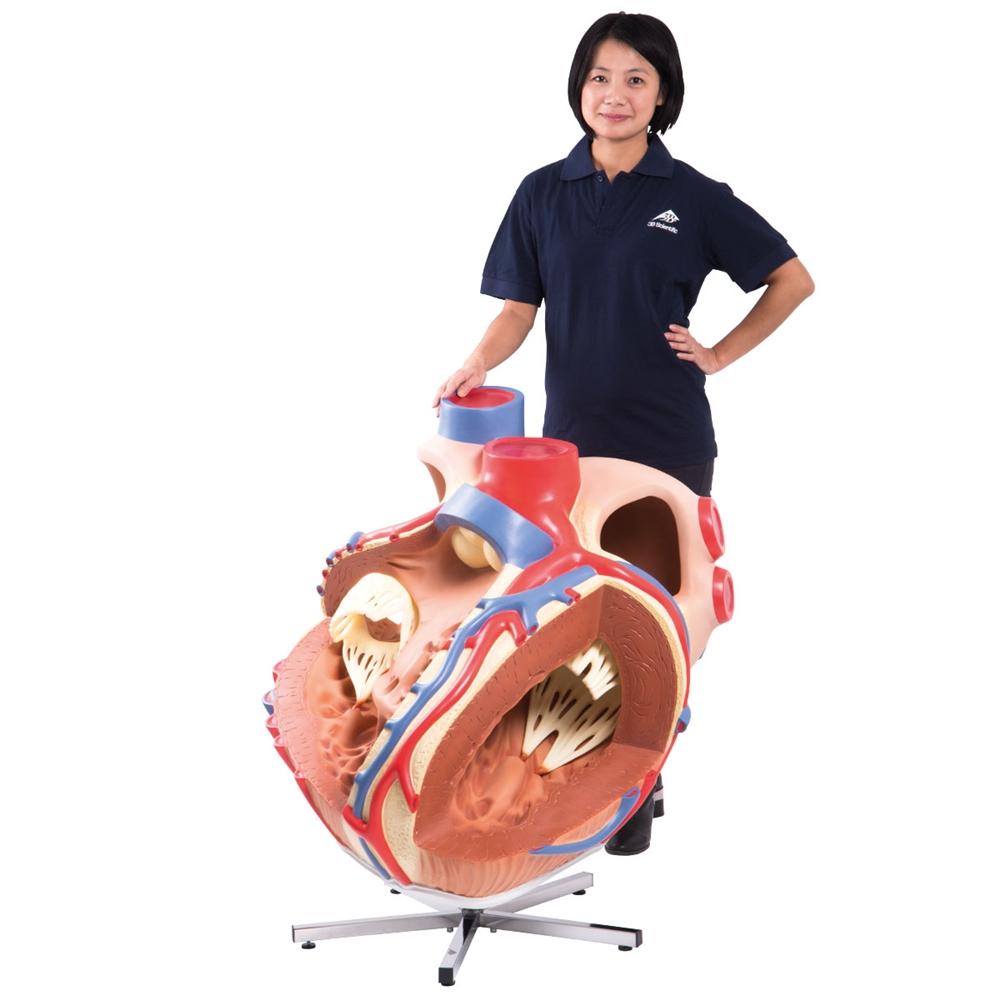 Giant Heart Model - 8X Life Size Human Heart Anatomy for Medical Education & Display | Perfect for Classrooms, Labs & Doctor Offices
