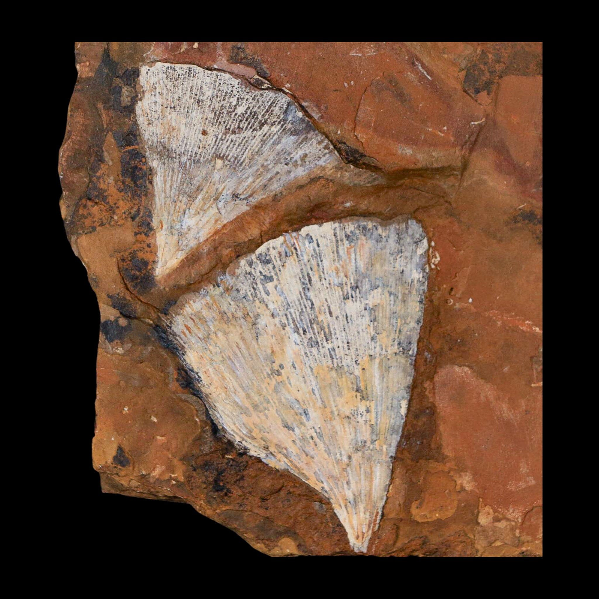 Authentic Ginkgo Cranei Fossil Leaf from Morton County, ND - Paleocene Era Plant Fossil with COA - Perfect for Geology Collectors & Home Decor