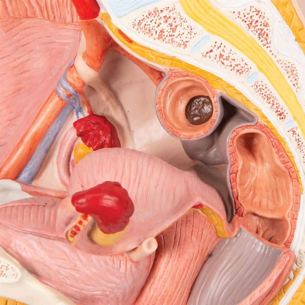 2-Part Female Pelvis Model - Anatomical Study Tool for Medical Students & Healthcare Professionals - Perfect for Classroom, Lab & Patient Education
