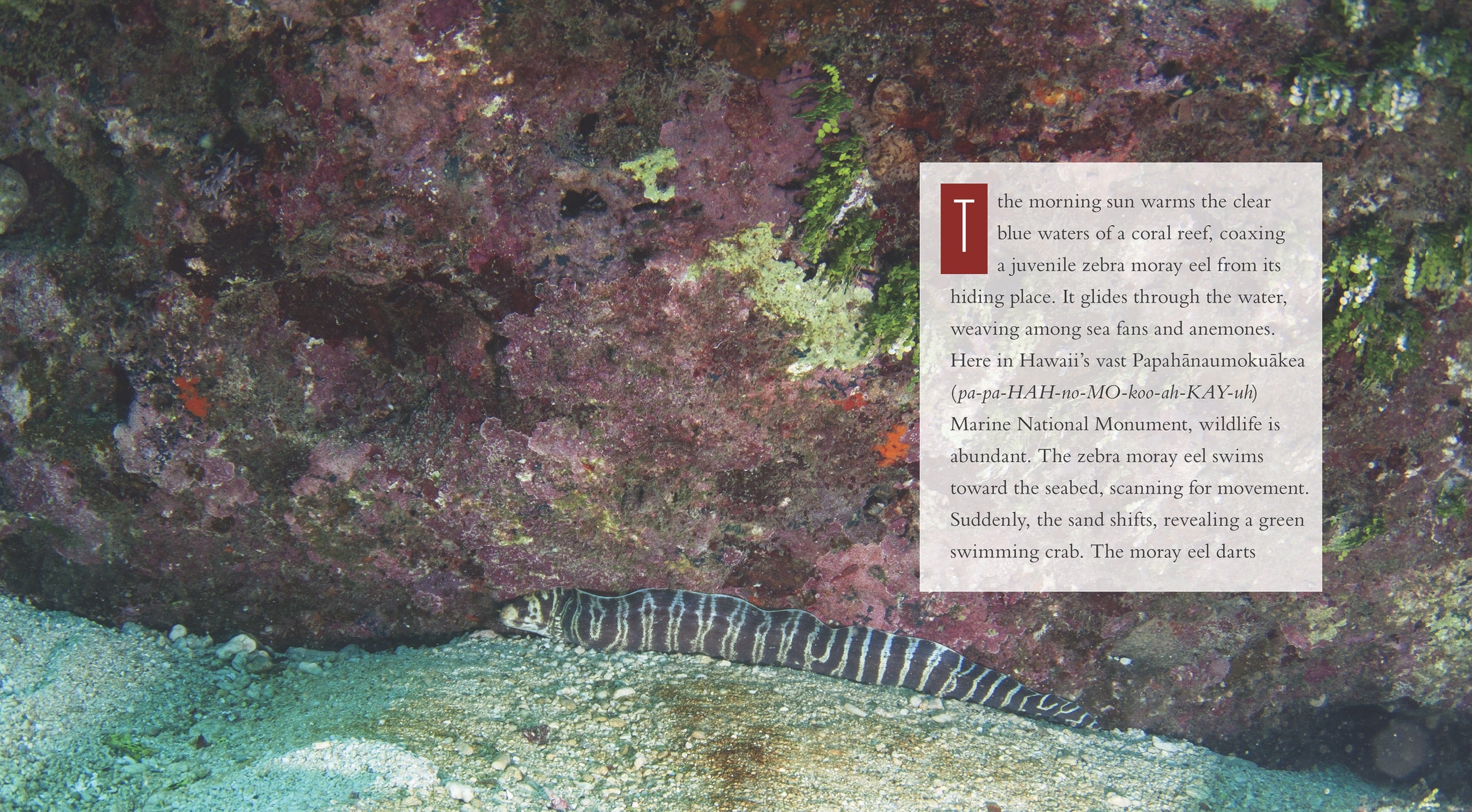 Eels: Biology, Behavior, and Conservation - ISBN 9781608189571 | Perfect for Marine Biology Studies & Nature Enthusiasts