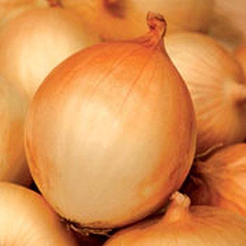 Texas Early Grano Onion Seeds - Big, Sweet & Tasty (200 Seeds) for Home Gardening, Cooking & Fresh Salads